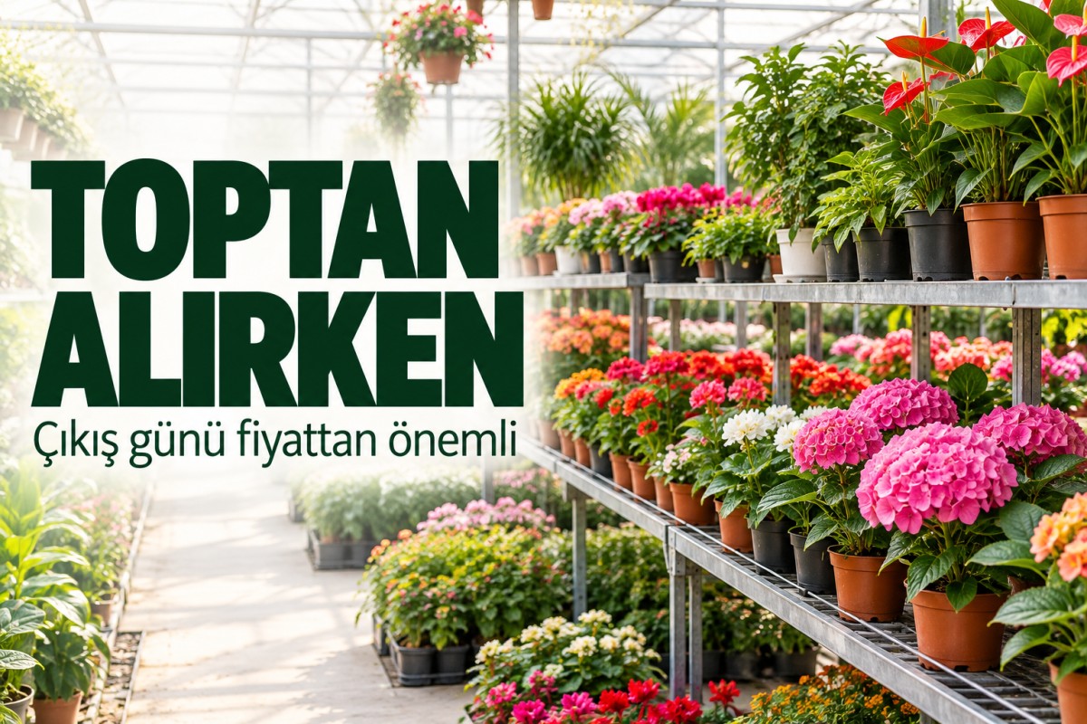 Toptan Çiçek Alırken Nelere Bakılır?