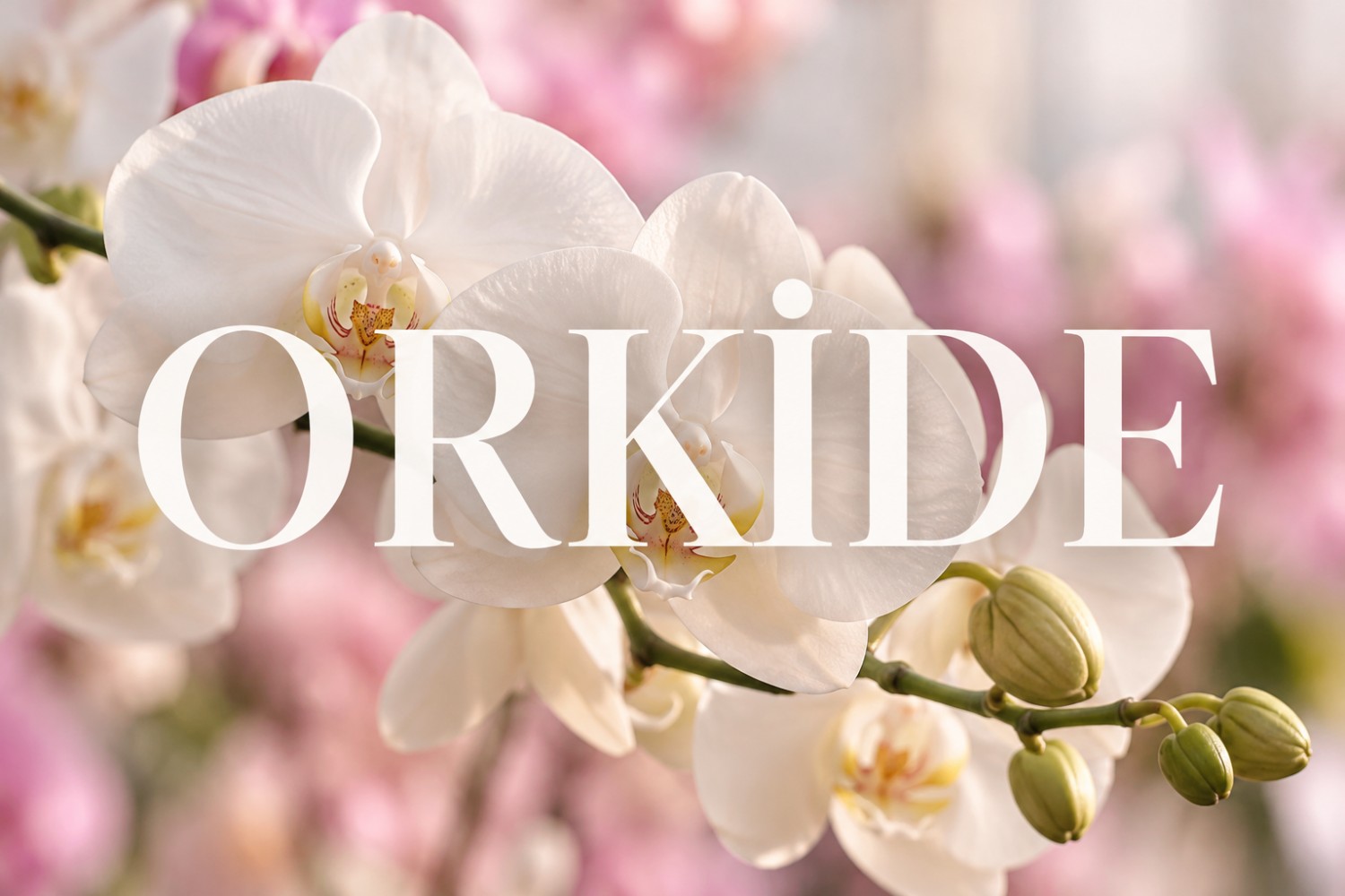 Orkide