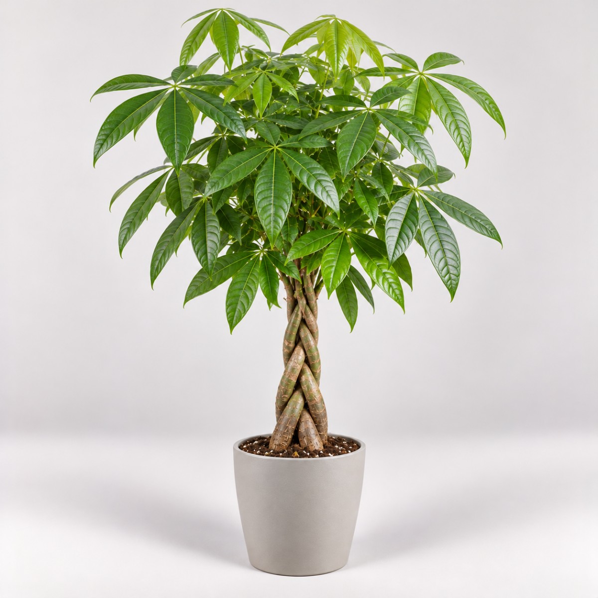 Pachira — Para Ağacı 70 Cm