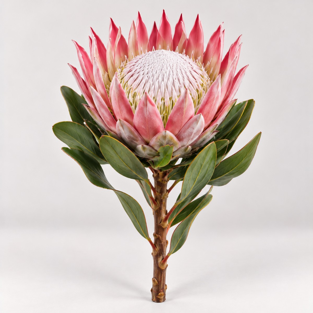 Protea 40 Cm / Protea Cynaroides